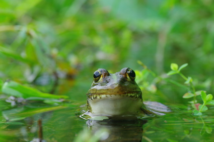 Samen und Pollen regelmäßig vom Gartenteich entfernen
