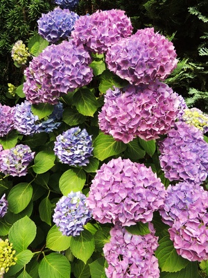 Kletterhortensien schneiden