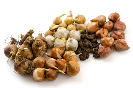 Blumenzwiebeln pflanzen, jetzt ist die letzte Gelegenheit