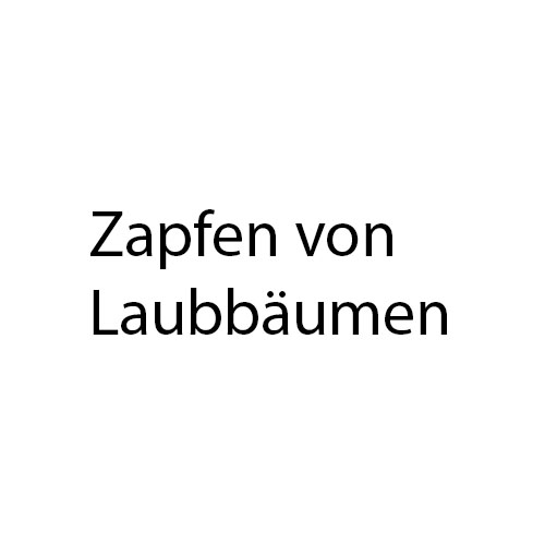 Zapfen trocknen und haltbar machen Wissenswertes