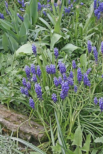 Blaublühende Gartenarrangements