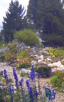 Alpinum – der Hochgebirgssteingarten