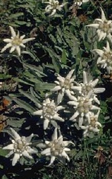 Alpinum – der Hochgebirgssteingarten