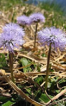 Alpinum – der Hochgebirgssteingarten