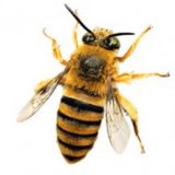 Insektenhotel Insekten