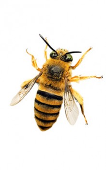 Bienen, Wespen und Hummeln