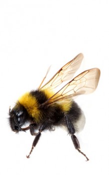 Bienen, Wespen und Hummeln