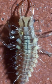 Florfliegen mögen es rot