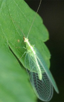 Florfliegen mögen es rot