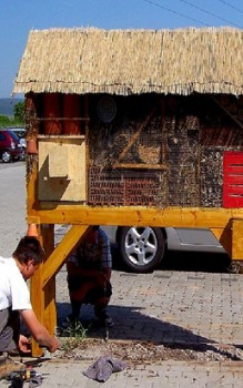 Florfliegen mögen es rot