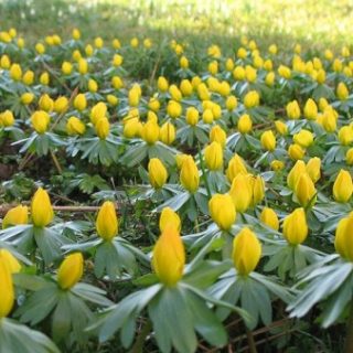 Einfarbig blühender Garten