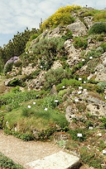 Alpinum – der Hochgebirgssteingarten