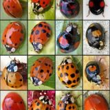 Insektenhotel Insekten