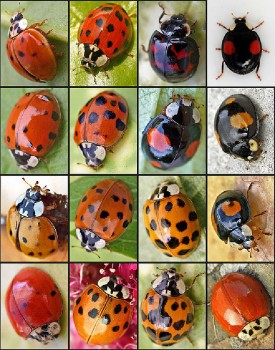 Marienkäfer 