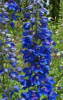 Merkmale Staudenpflanzen 