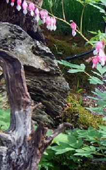 Merkmale Staudenpflanzen 