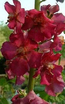 Merkmale Staudenpflanzen 