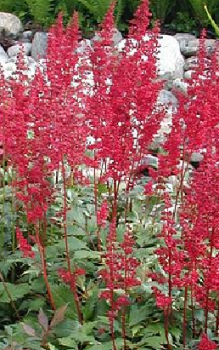 Merkmale Staudenpflanzen 