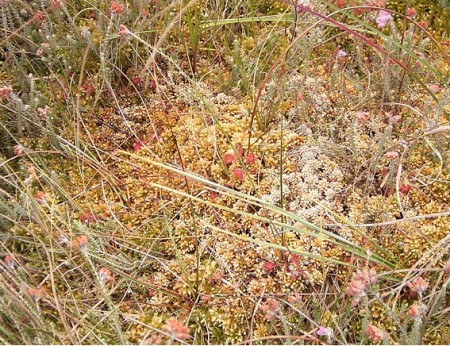 Moorbeet Bepflanzung