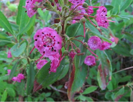 Moorbeet Bepflanzung