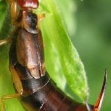 Insektenhotel Insekten