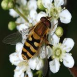 Insektenhotel Insekten