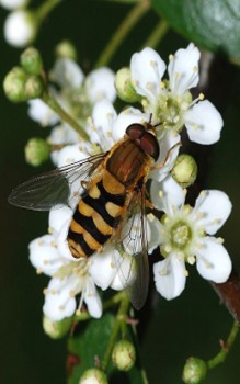 Schwebfliegen 