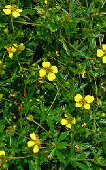 Steingarten bepflanzen