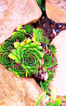 Steingarten bepflanzen