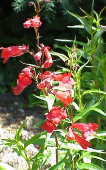 Steingarten bepflanzen