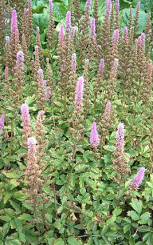 Steingarten bepflanzen