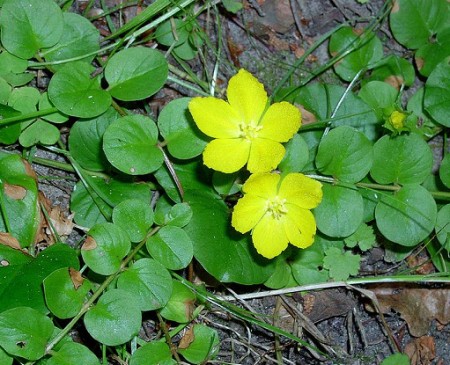 Sumpfbeet Bepflanzung 