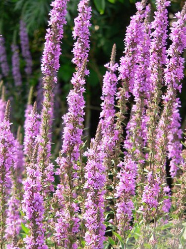 Sumpfbeet Bepflanzung 