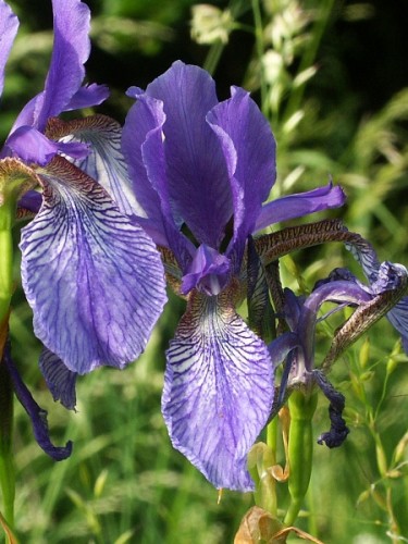 Sumpfbeet Bepflanzung 