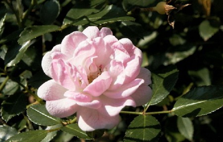 Rosensorten im Überblick