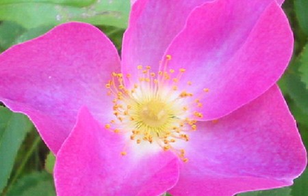 Rosensorten im Überblick