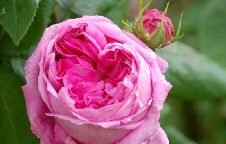 Rosensorten im Überblick