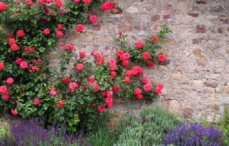 Rosensorten im Überblick