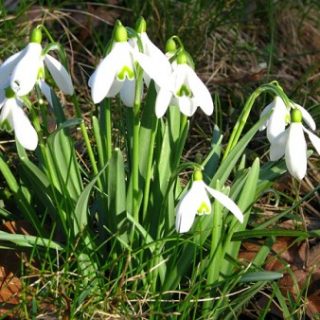 Einfarbig blühender Garten