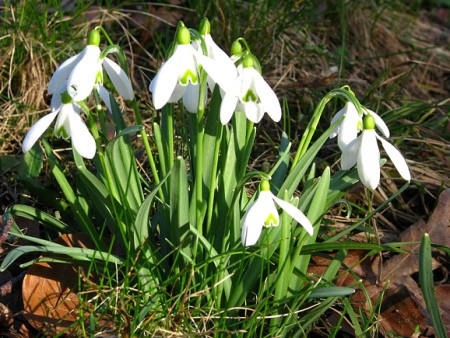 Weißblühende Gartenarrangements
