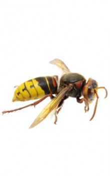 Bienen, Wespen und Hummeln