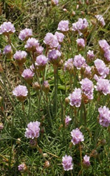 Grasnelken Steingartenpflanzen 