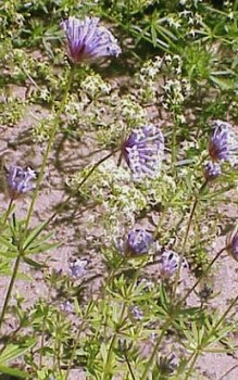 Acker Meister - eine Verwandte unseres heimischen Waldmeisters Steingartenpflanzen