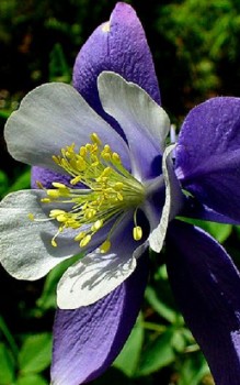 Akelei Caerulea Hybriden - die Blütenstände rechtzeitig nach dem Abblühen im Juni zurück schneiden Gartenstauden