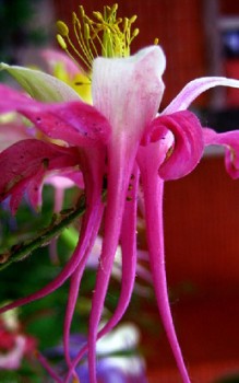 Akelei Caerulea Hybriden - die Blütenstände rechtzeitig nach dem Abblühen im Juni zurück schneiden Gartenstauden