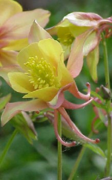 Akelei Caerulea Hybriden - die Blütenstände rechtzeitig nach dem Abblühen im Juni zurück schneiden Gartenstauden 