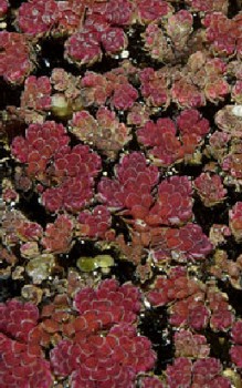 Algenfarne Wasserpflanzen 