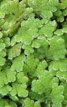 Algenfarne Wasserpflanzen