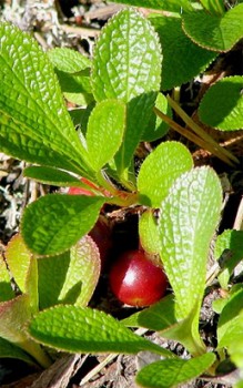Alpen-Bärentraube im Herbst verfärben sich die Blätter rot Steingartenpflanzen 