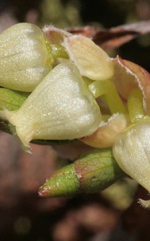 Alpen-Bärentraube im Herbst verfärben sich die Blätter rot Steingartenpflanzen 